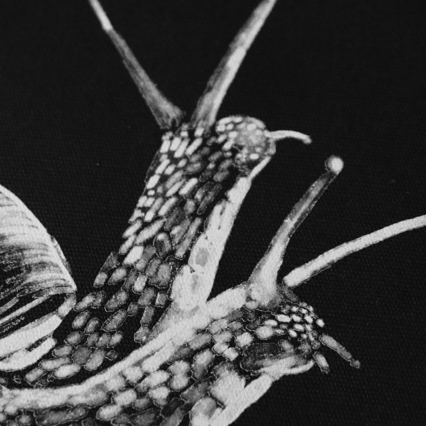 two headed snail patch